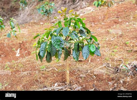 coffee flower,coffee tree in asia, laos coffee tree Stock Photo - Alamy