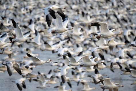 Swans near the Lake · Free Stock Photo