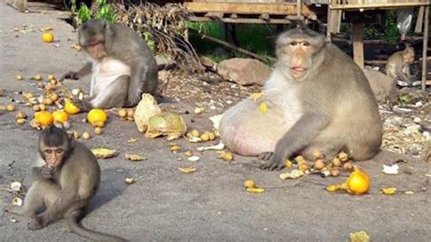 Uncle Fatty: Caregivers fear the life of world-famous obesity monkey ...