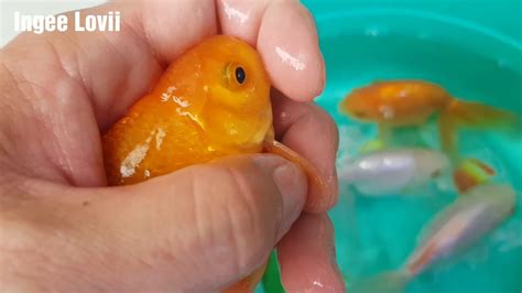 Part1 successful group breeding goldfish - YouTube