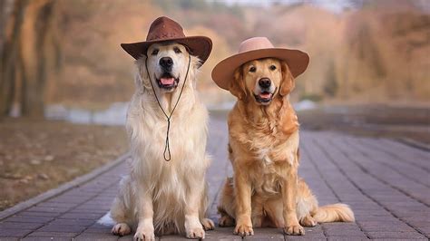 Golden Retriever Dogs With Hats Is Sitting On Road Dog, HD wallpaper ...