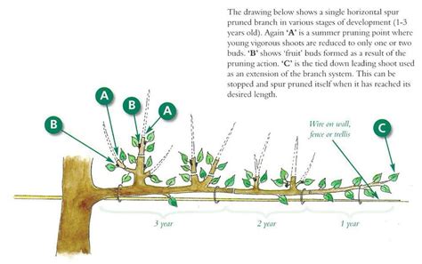 Espalier fruit trees pruning advice | Fruit trees, Prune fruit, Fruit ...