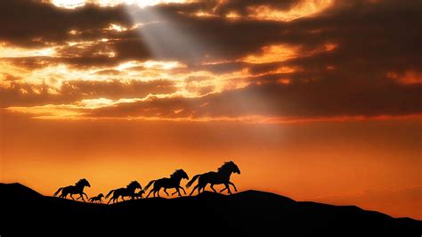 Sunset Horse Wallpapers - 4k, HD Sunset Horse Backgrounds on WallpaperBat