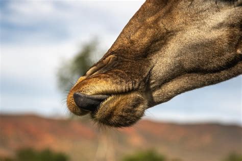 Premium Photo | Close up shot of a giraffe tongue