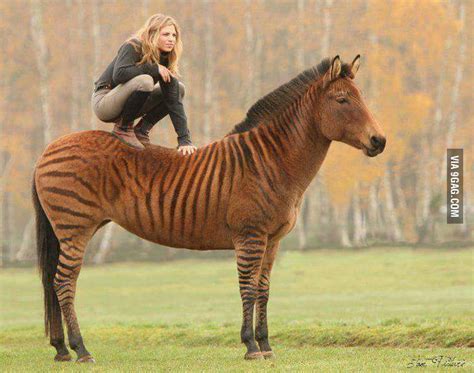 Zorse, a zebra-horse hybrid - 9GAG