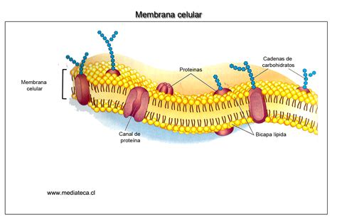 BLOG SÉPTIMO: BIOLOGIA