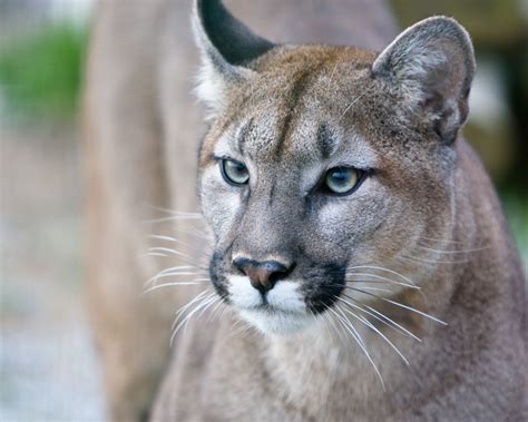 12 Alarming Facts About Florida Panthers (Animal) | My Awesome Lifestyle