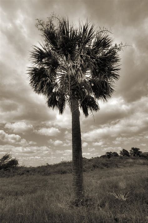 South Carolina Palmetto Palm Tree Photograph by Dustin K Ryan - Fine ...