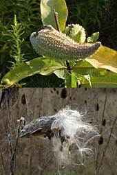 Asclepias - Wikipedia