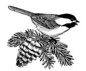 Chickadee Stock Illustrations | Chickadee drawing, Black capped chickadee, Drawings