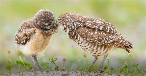 Support Bird Conservation | Audubon Rockies