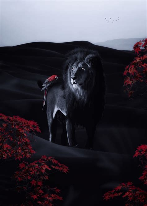 Top 999+ black lion images – Amazing Collection black lion images Full 4K