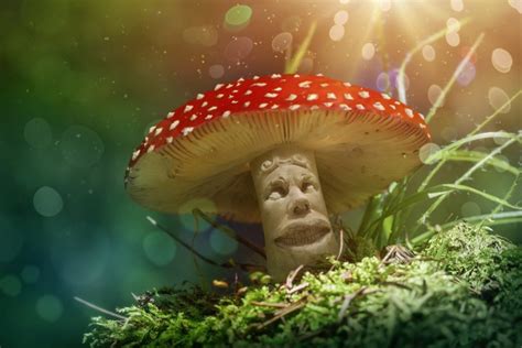 Magic Mushrooms: the New Cure for Addiction, PTSD & Anxiety? | Sober College