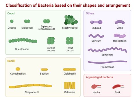 Eubacteria Shapes