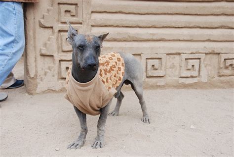 PERRO PERUANO SIN PELO - PERUVIAN HAIRLESS DOG - a gallery on Flickr