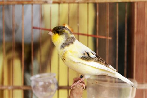 Gloster Canary ~ Merapi Canary Breeder Jogja