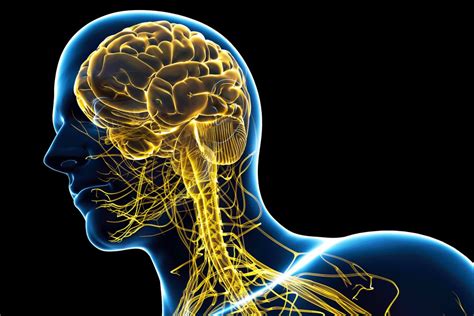 Central Nervous System