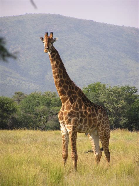 South African giraffe - Wikipedia