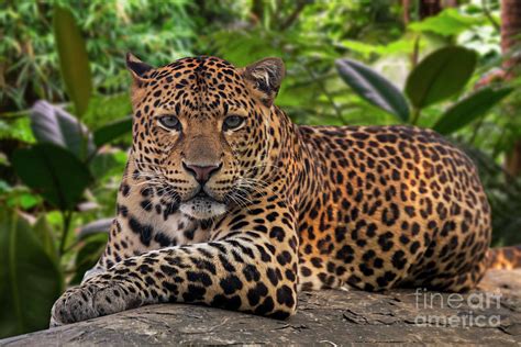 Javan Leopard Photograph by Arterra Picture Library - Pixels