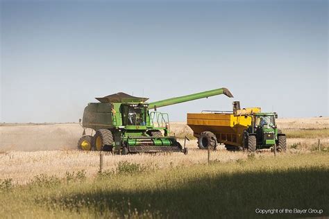 Harvesting canola in Victoria, Australia. Copyright of the Bayer Group. For more see www ...