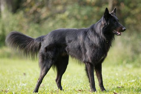 Black Belgian Shepherd Dog Image - Desi Comments