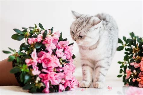 Premium Photo | Beautiful cat playing with flower pots