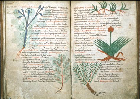 Medieval manuscripts containing recipes for salves and other herbal ...