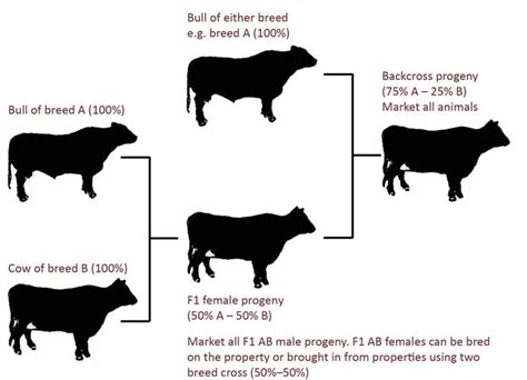 What Is Line Breeding in Beef Cattle - Denny Wheint