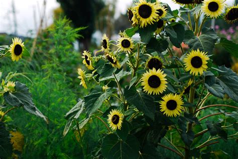 Sunflowers near Ishikari Bay, Hokkaido, Japan | A micro adve… | Flickr