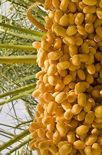 Common Fresh Yellow Barhi Dates at Best Price in Nadiad | Red One Trade