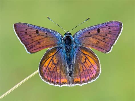 BC in Europe | Butterfly Conservation