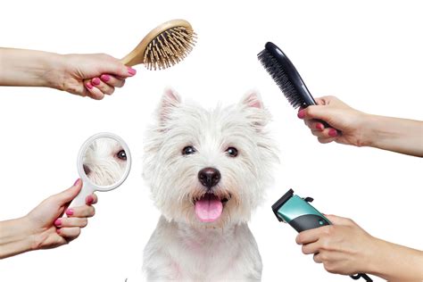 10 Best Pet Grooming Tools Recommended For Professionals