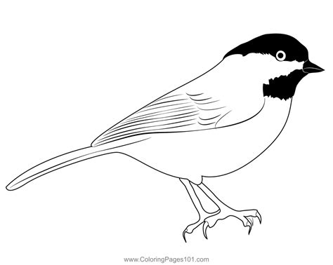 The Black Capped Chickadee Coloring Page for Kids - Free Bearded Tits ...