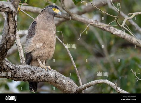 Perched Crested serpent eagle (Spilornis cheela) in India Stock Photo ...