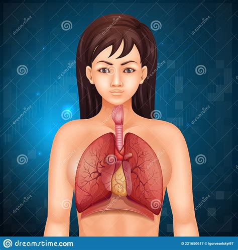 Human respiratory system stock illustration. Illustration of diagram - 221650617