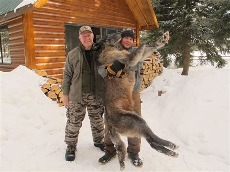 Winter Wolf Hunting Photo Gallery, Wolf Hunt, Trapline, Cougar and Lynx ...