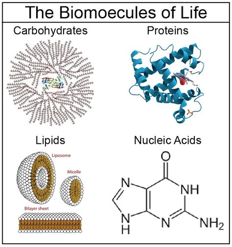 About the 4 Major Biomolecules | Biology lessons, Teaching biology, Biology