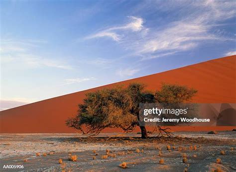 1,226 Camelthorn Tree Stock Photos, High-Res Pictures, and Images - Getty Images