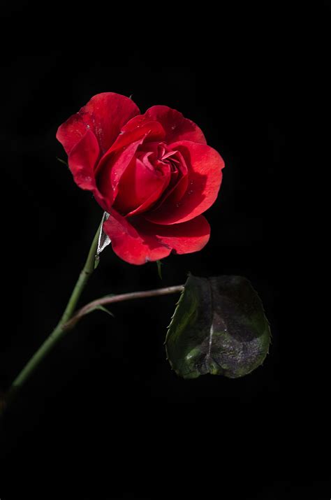 Old Red Rose Free Stock Photo - Public Domain Pictures