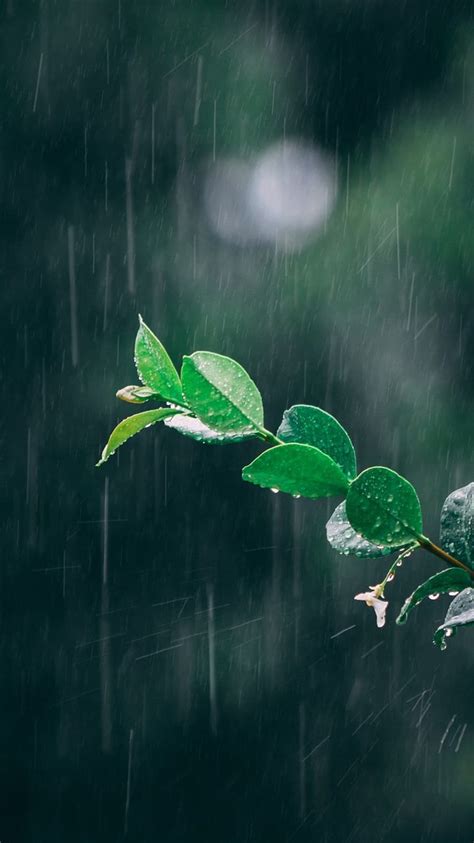 Rain, flower, flowers, leaves, premium, rose, HD phone wallpaper | Peakpx