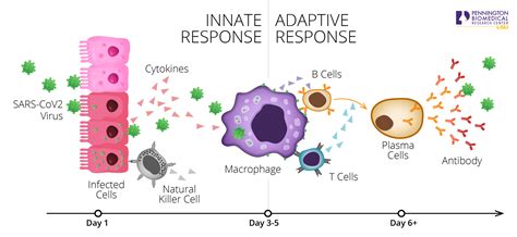 Coronavirus Advisory: What is immunity against the virus, and how can I ...