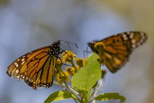 monarch butterflies 9, angnagueo | mariposas monarca | Rafael Saldaña ...