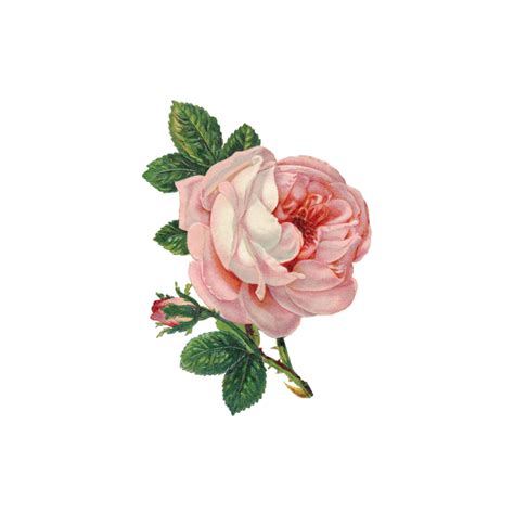 rosas rosas acuarela flor ramo vintage antiguo con hoja 11767197 PNG