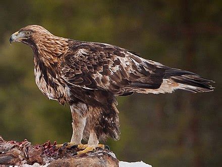 Golden eagle - Wikipedia