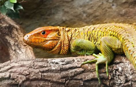 All About Caiman Lizards: Size, Care, Enclosure Setup, and More! - Everything Reptiles