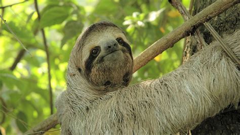 Cute Sloth Wallpapers - Wallpaper Cave