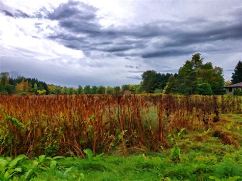 Autumn Field Free Stock Photo - Public Domain Pictures