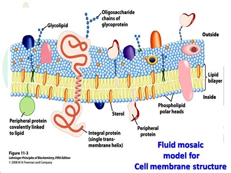 Fluid mosaic model for Cell membrane structure - Biotech MCQ