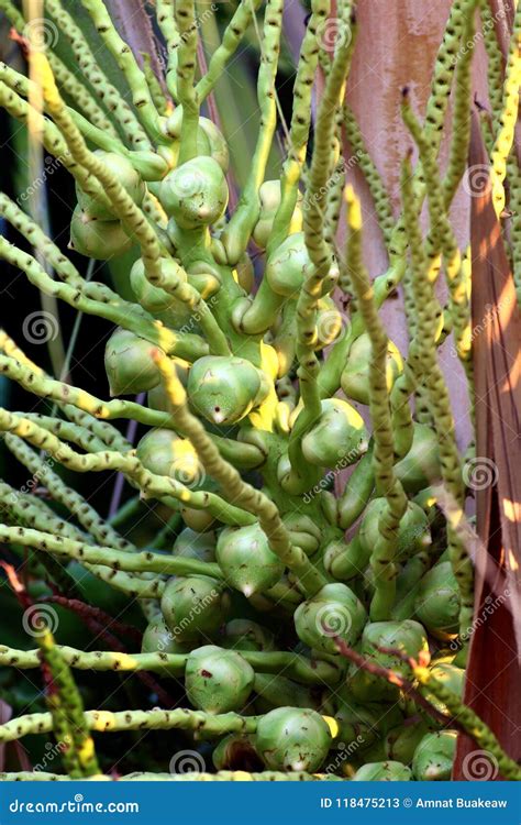 Young Coconut on the Palm Tree, Coconut Flower on Plant Freshness ...