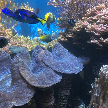 Waikiki Aquarium (Honolulu) - 2018 All You Need to Know Before You Go (with Photos) - TripAdvisor